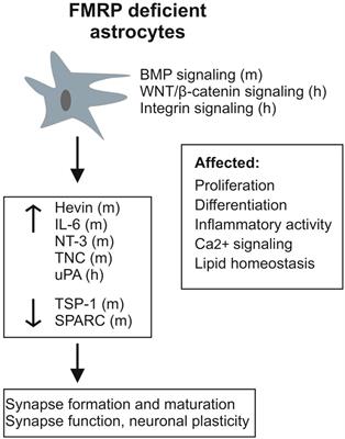 Astrocytes in fragile X syndrome